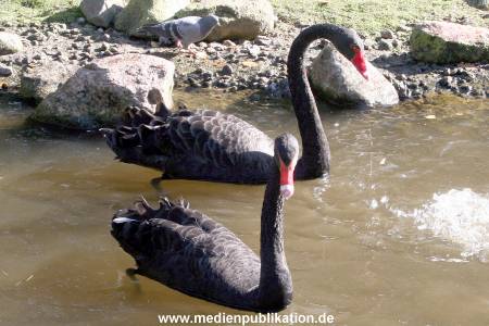 Hagenbeck Archiv 07042009 041