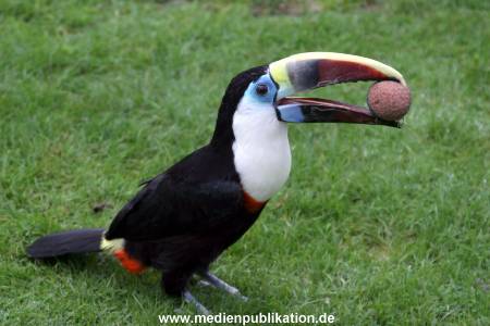 Hagenbeck Archiv 07042009 043