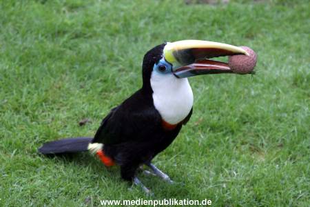 Hagenbeck Archiv 07042009 044