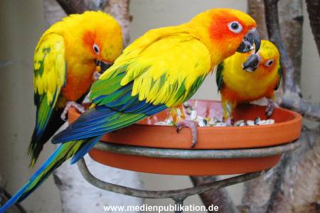 Hagenbeck Archiv 07042009 052