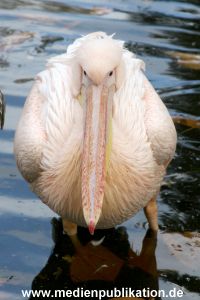 Hagenbeck Archiv 27032009 003