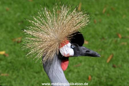 Hagenbeck Archiv 27032009 006