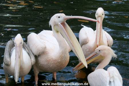 Hagenbeck Archiv 27032009 008