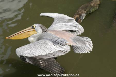 Hagenbeck Archiv 27032009 010