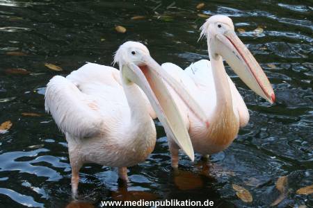 Hagenbeck Archiv 27032009 011