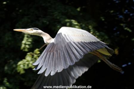 Hagenbeck Archiv 27032009 015
