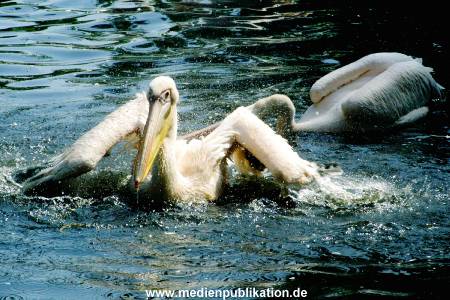 Hagenbeck Archiv 27032009 018
