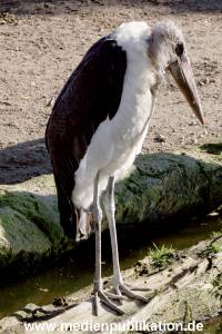 Hagenbeck Archiv 27032009 019