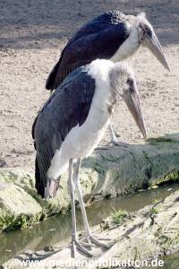 Hagenbeck Archiv 27032009 023