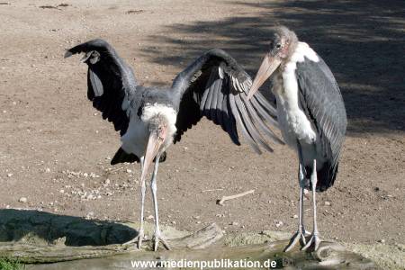 Hagenbeck Archiv 27032009 033
