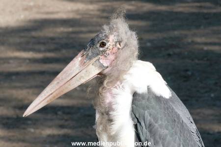 Hagenbeck Archiv 27032009 036