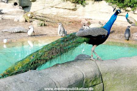 Hagenbeck Archiv 27032009 038