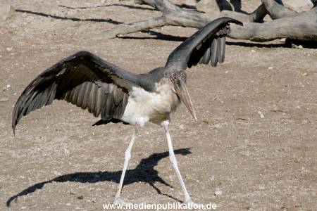 Hagenbeck Archiv 27032009 039