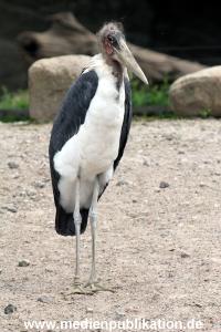 Hagenbeck Archiv 27032009 051