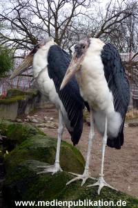Hagenbeck Archiv 27032009 067