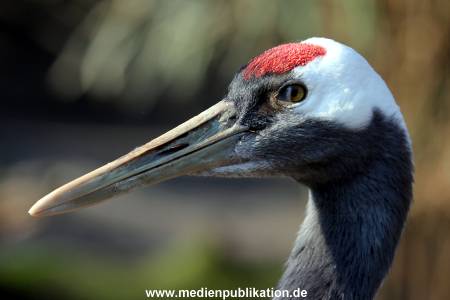 Hagenbeck Fruehling 12042012 044