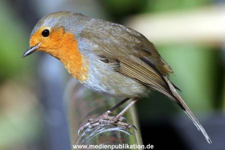 Hagenbeck Fruehling 12042012 059