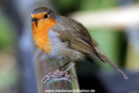 Hagenbeck Fruehling 12042012 060