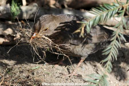 Hagenbeck Fruehling 12042012 063