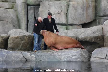 Hagenbeck26032013 011
