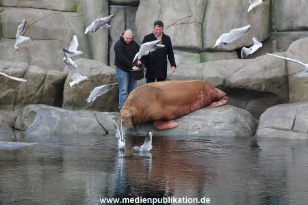 Hagenbeck26032013 013