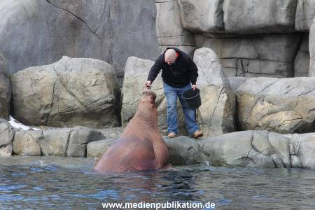 Hagenbeck26032013 015