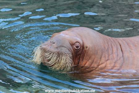 Hagenbeck26032013 022