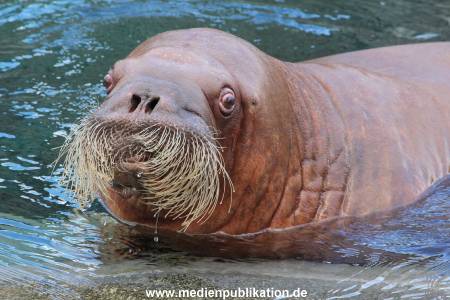 Hagenbeck26032013 026