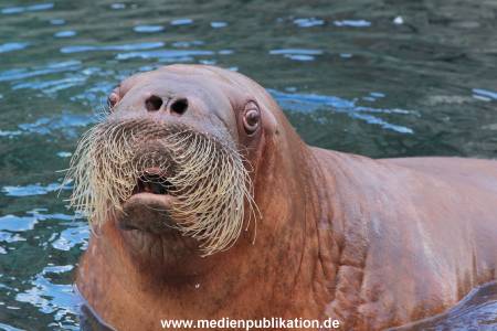 Hagenbeck26032013 028