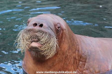 Hagenbeck26032013 030