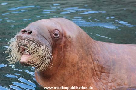 Hagenbeck26032013 032