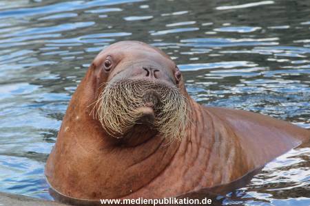 Hagenbeck26032013 033