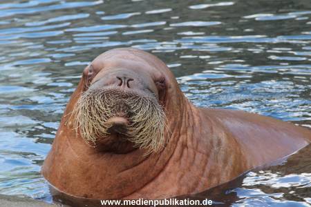 Hagenbeck26032013 035