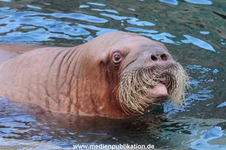 Hagenbeck26032013 043