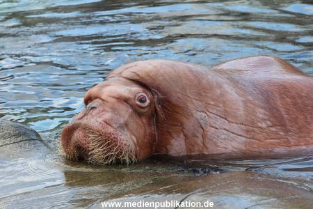 Hagenbeck26032013 045
