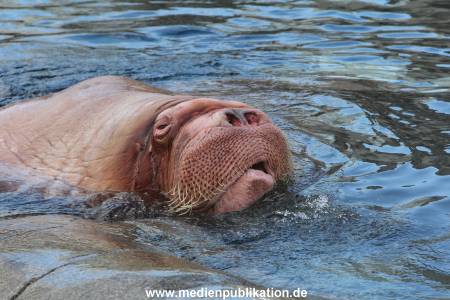 Hagenbeck26032013 048