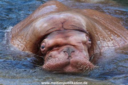 Hagenbeck26032013 049