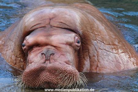 Hagenbeck26032013 053