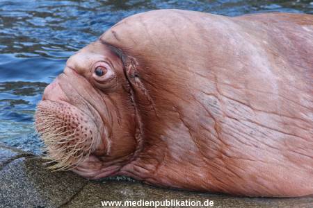 Hagenbeck26032013 054