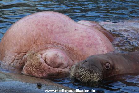 Hagenbeck26032013 055