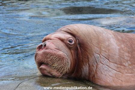 Hagenbeck26032013 057