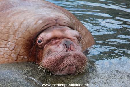 Hagenbeck26032013 058