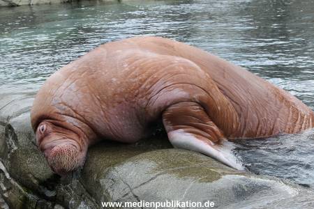 Hagenbeck26032013 062