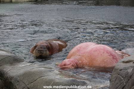 Hagenbeck26032013 063