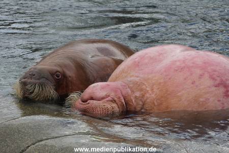 Hagenbeck26032013 067
