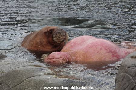 Hagenbeck26032013 069