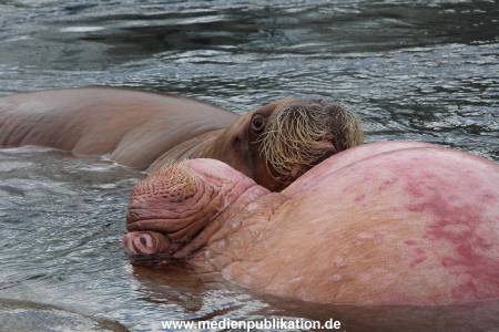 Hagenbeck26032013 072