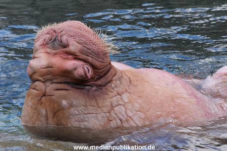 Hagenbeck26032013 073