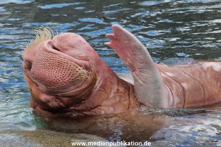 Hagenbeck26032013 074