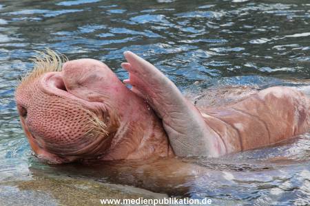 Hagenbeck26032013 075